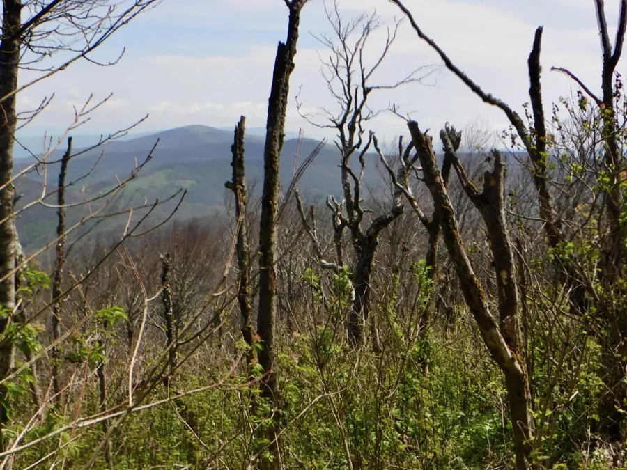 Descending from Grassy Ridge Bald