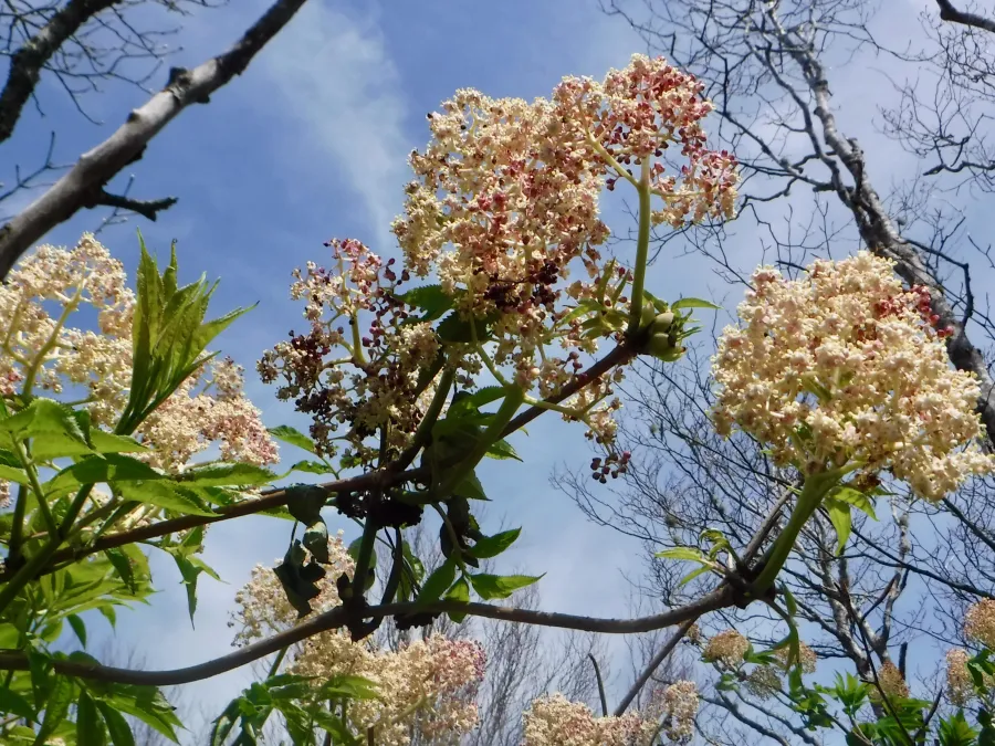 Viburnum