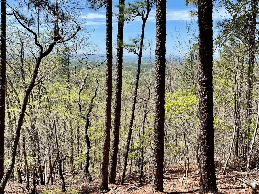 A view through trees