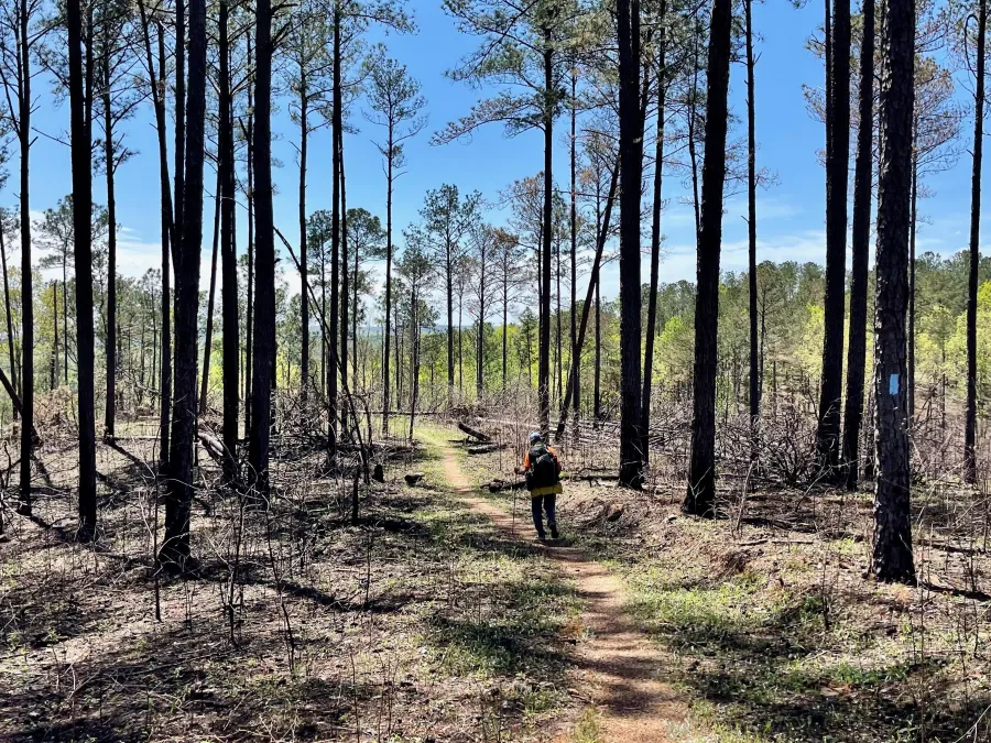 Walking through a forest