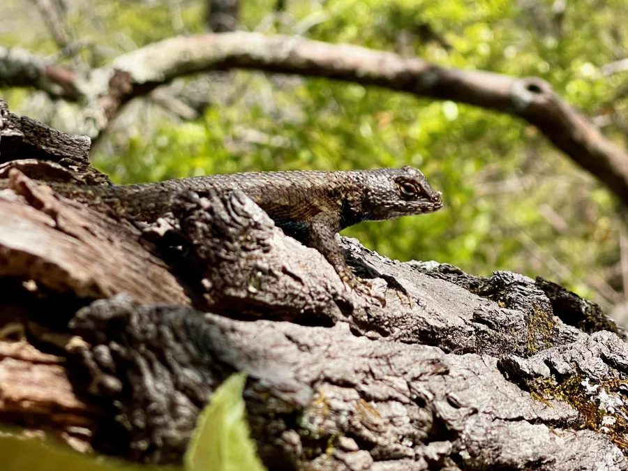 An eastern fence lizard