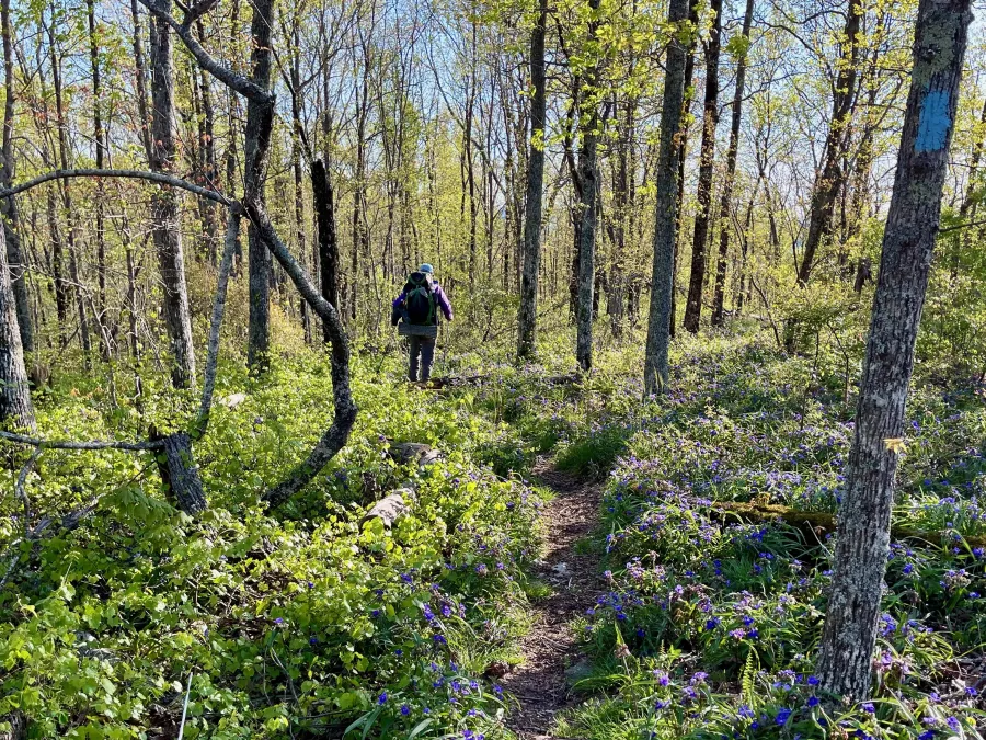 Spiderwort growing along the trail