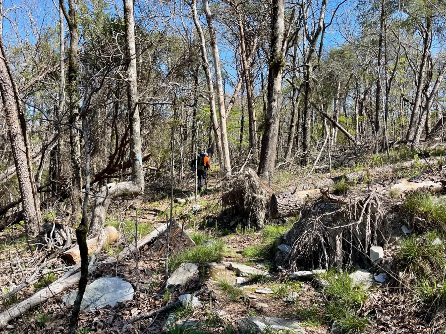 Trees damaged by a storm
