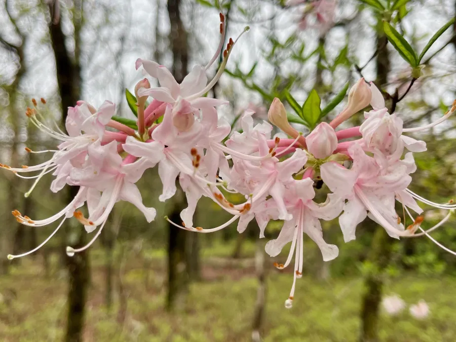 Pink azalea blossoms