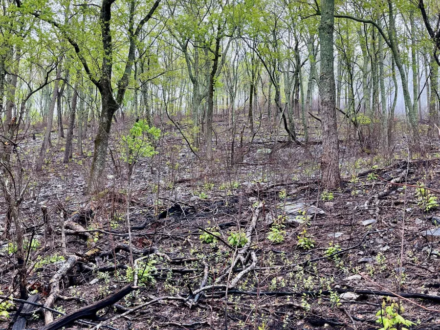 A forest that had been burned