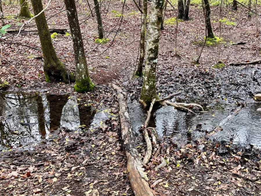 Logs have been laid down to make a bridge over a small stream