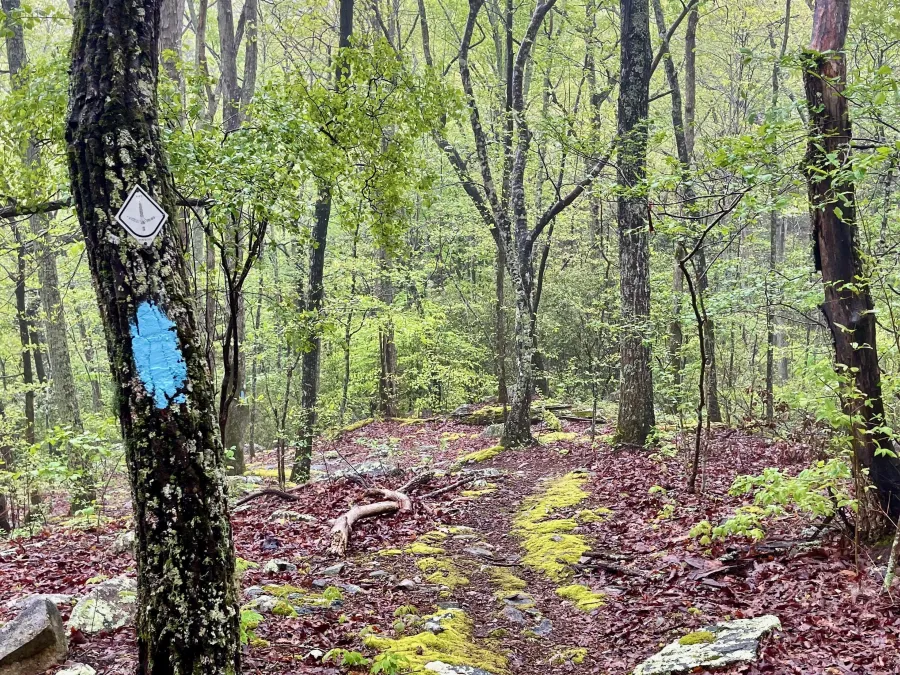 The trail is wet after an overnight rain