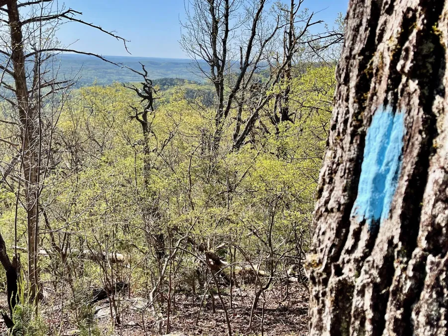A view between trees, and one tree has a blue blaze