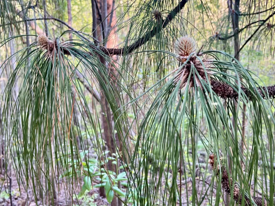 Longleaf pine tree branches