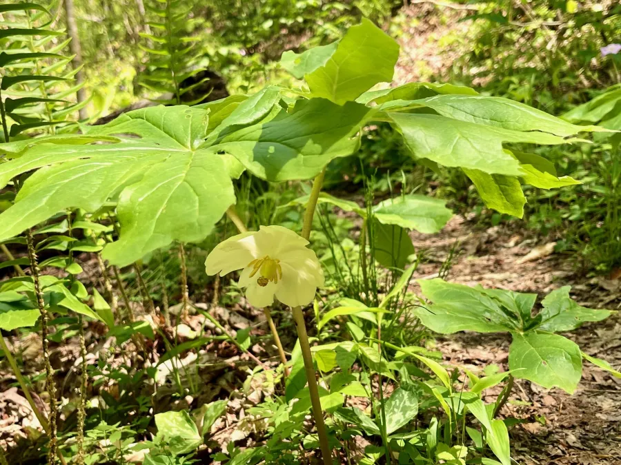 A mayapple flower