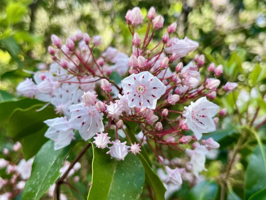 Mountain laurel