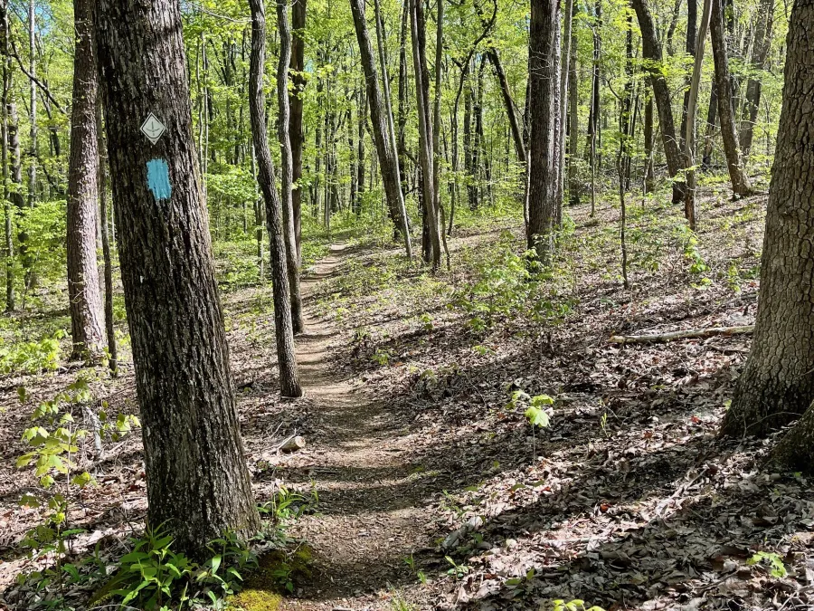 The trail makes a slight descent