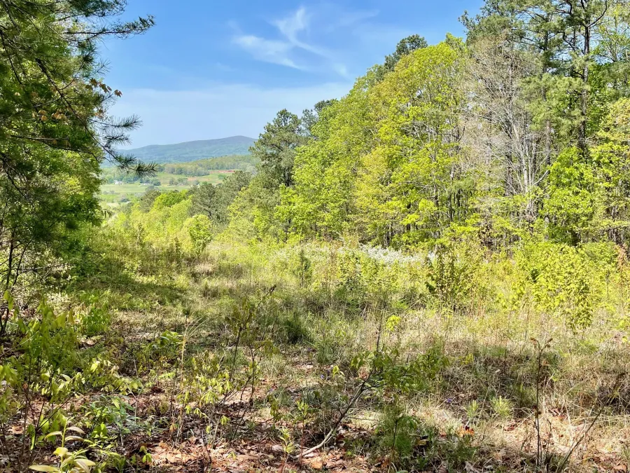 A tree cut for a natural gas pipeline