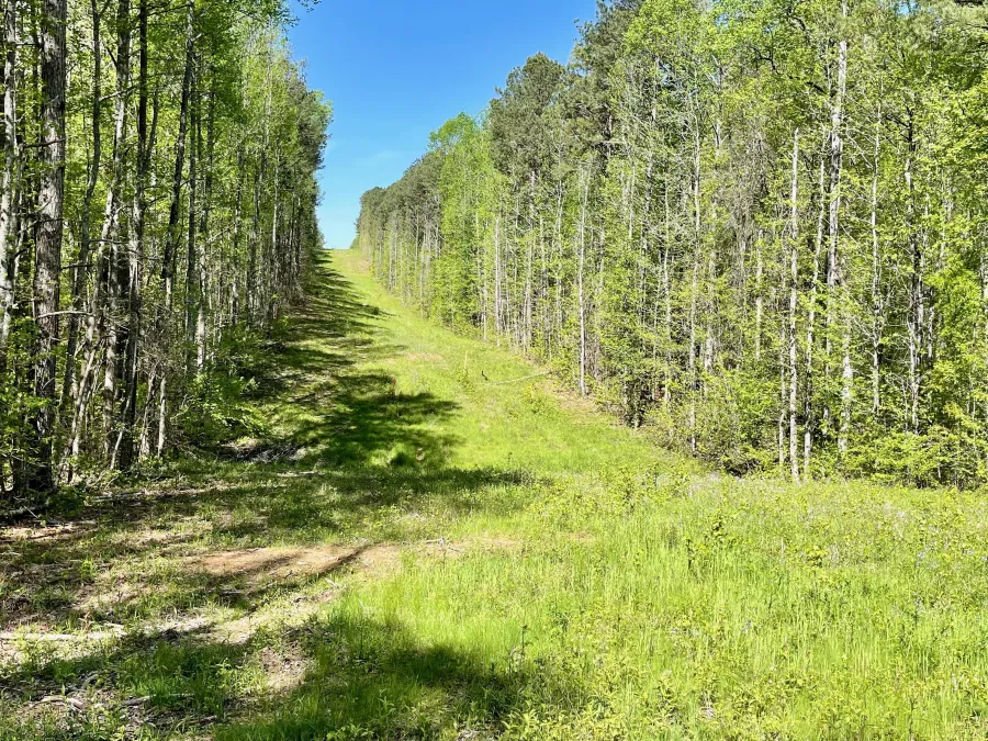 A tree cut for Colonial Pipeline
