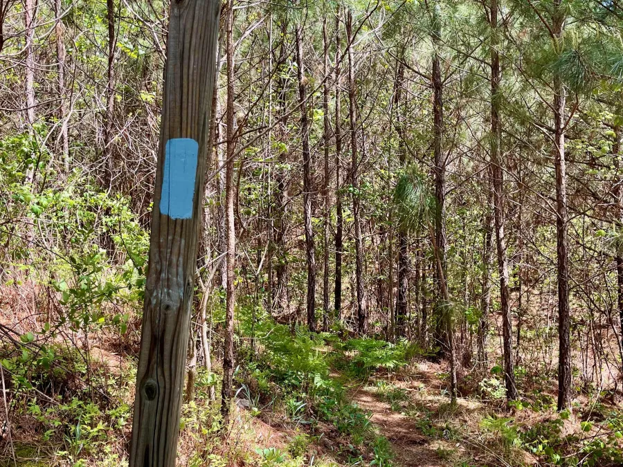 A blaze painted on a post