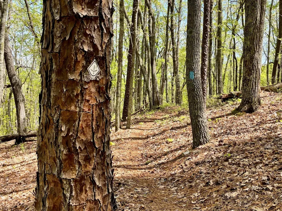 Two blazes for the Pinhoti Trail on trees