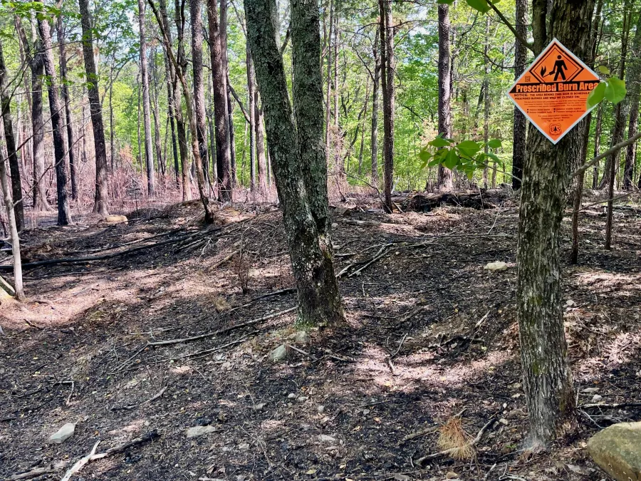 A prescribed burn area