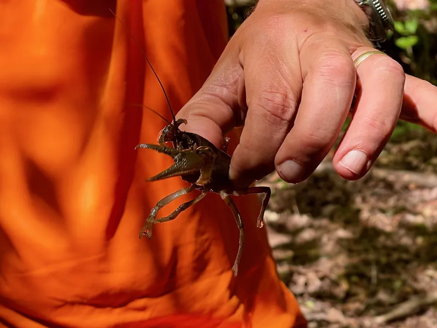 A crawdad or crayfish or crawfish