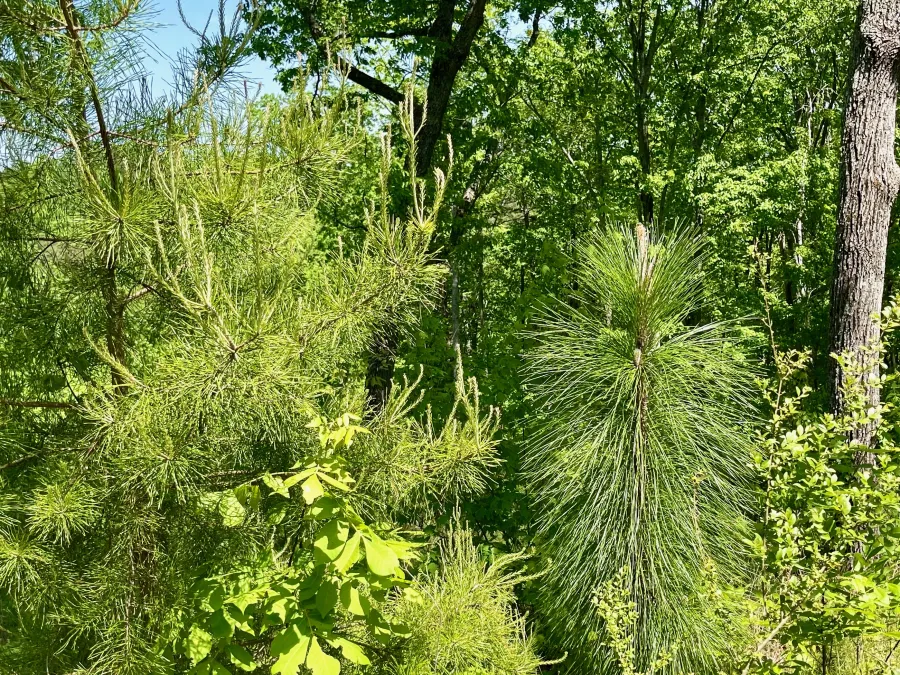 Longleaf pine trees