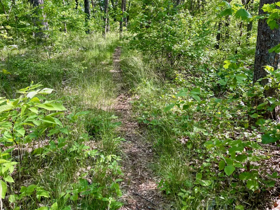 An overgrown section of trail