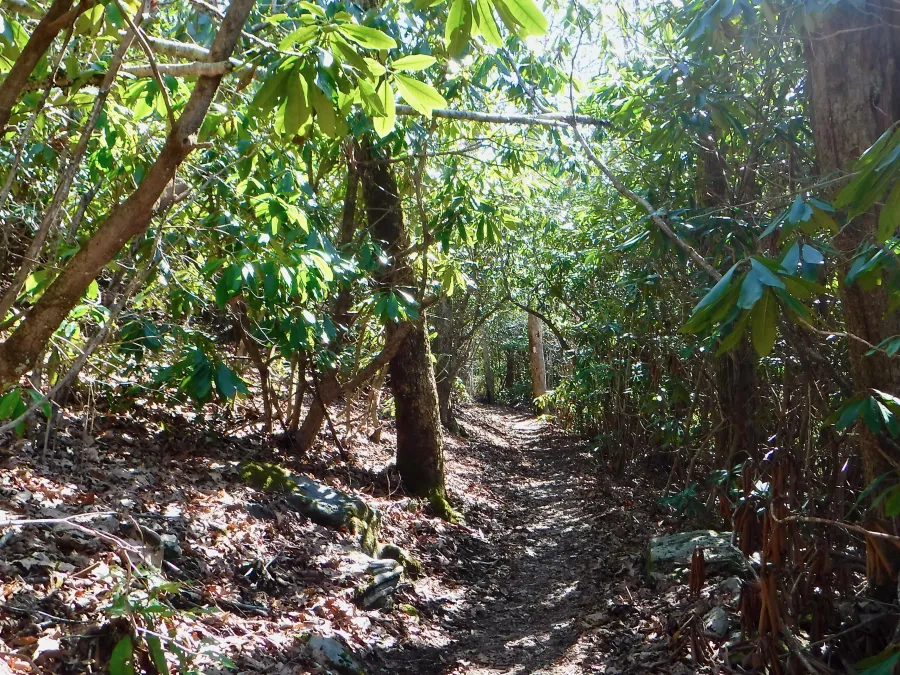 Green tunnel