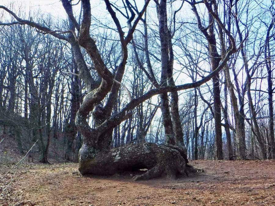 Unusual tree at Bly Gap