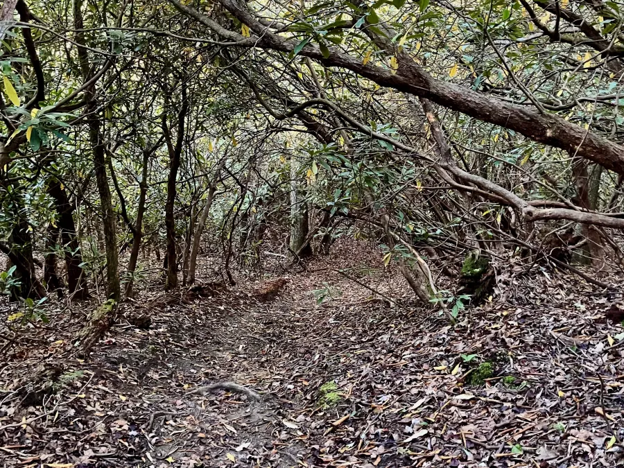 A tunnel of rhododendrons