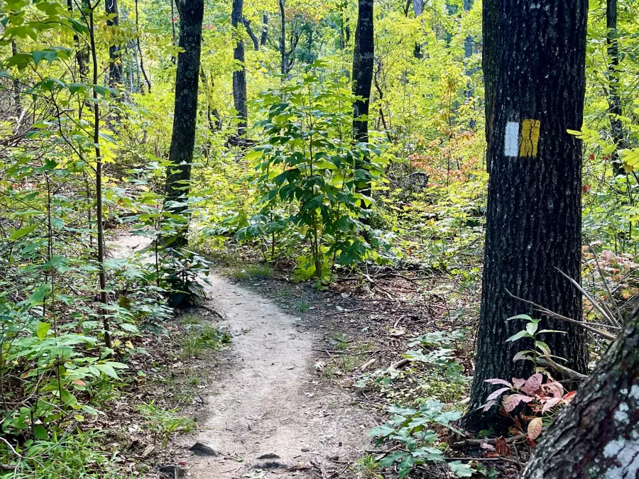 White and yellow blazes painted on a tree