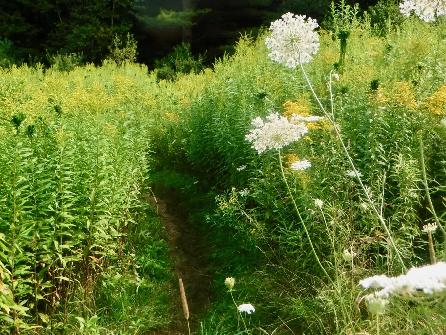 A small field of tall weeds