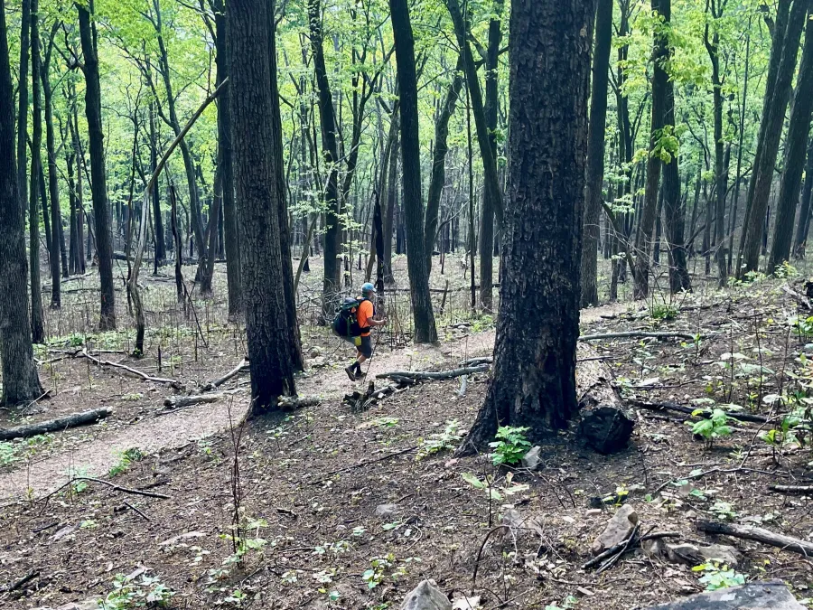 Tengo Hambre walks through a burnt forest