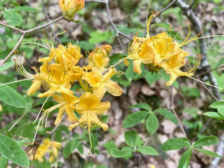 Azalea blossoms