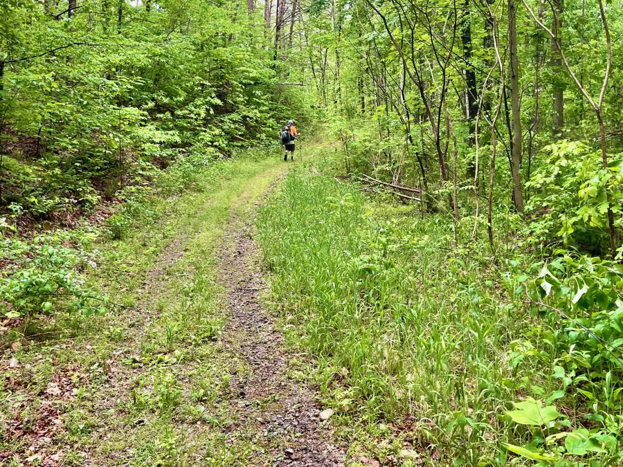 An old logging road