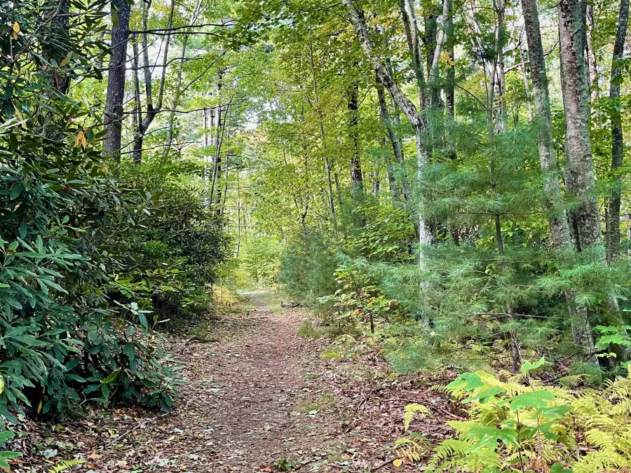 A diverse forest