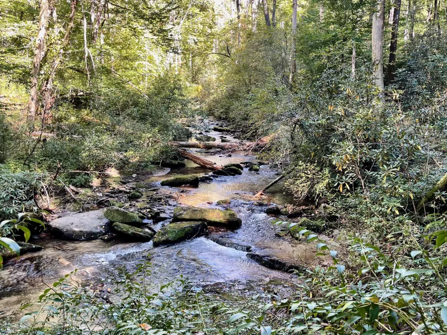 Laurel Fork Creek