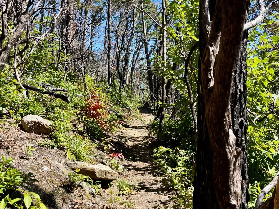 The trail climbs through a burnt forest