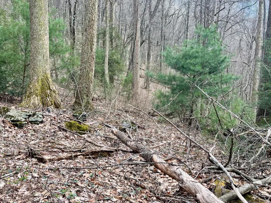 The trail quickly disappeared