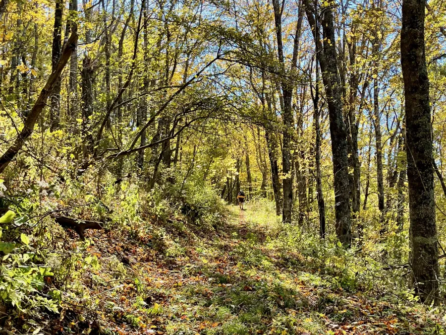 An old logging road