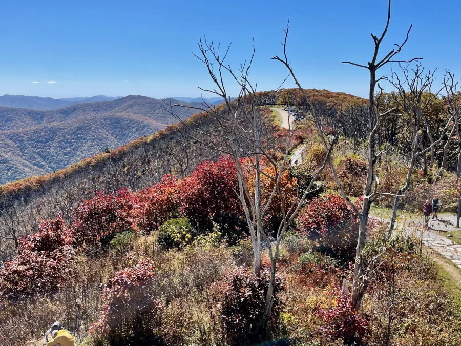 A view from Wayah Bald showing where a fire had been