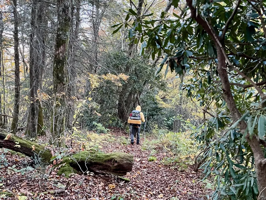 Polecat walks on the Bartram Trail