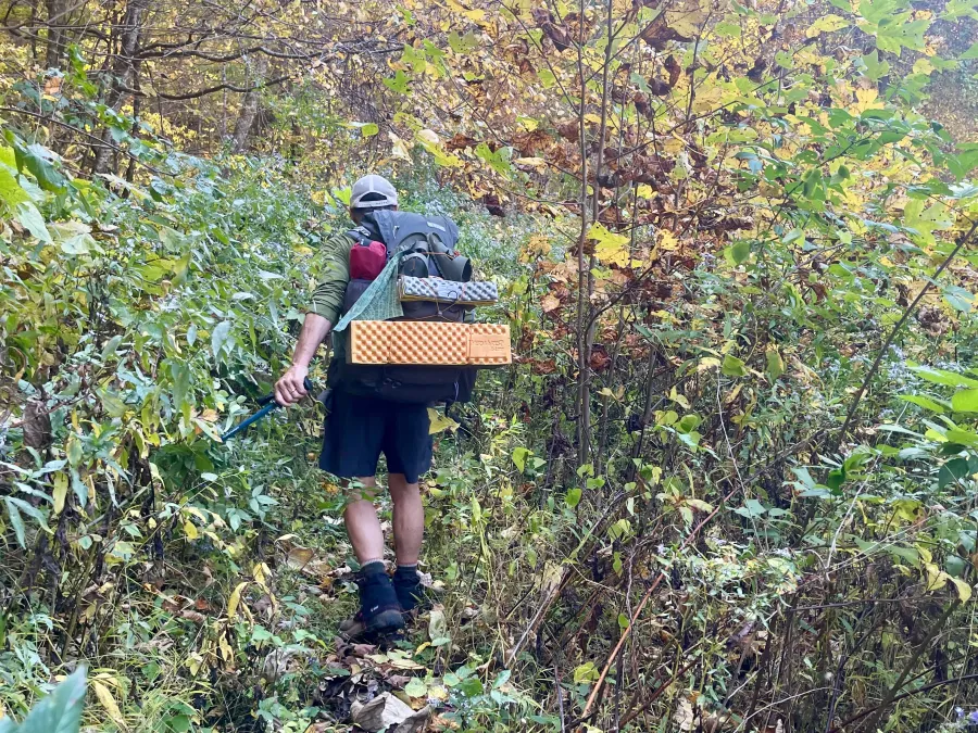 An overgrown section of trail