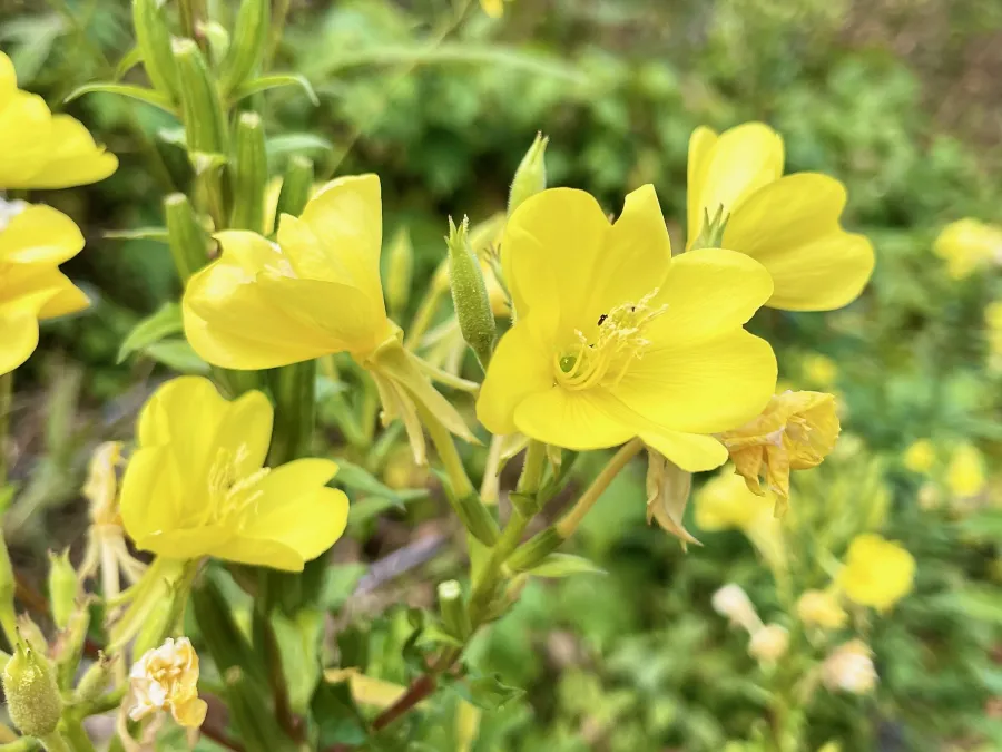evening primrose