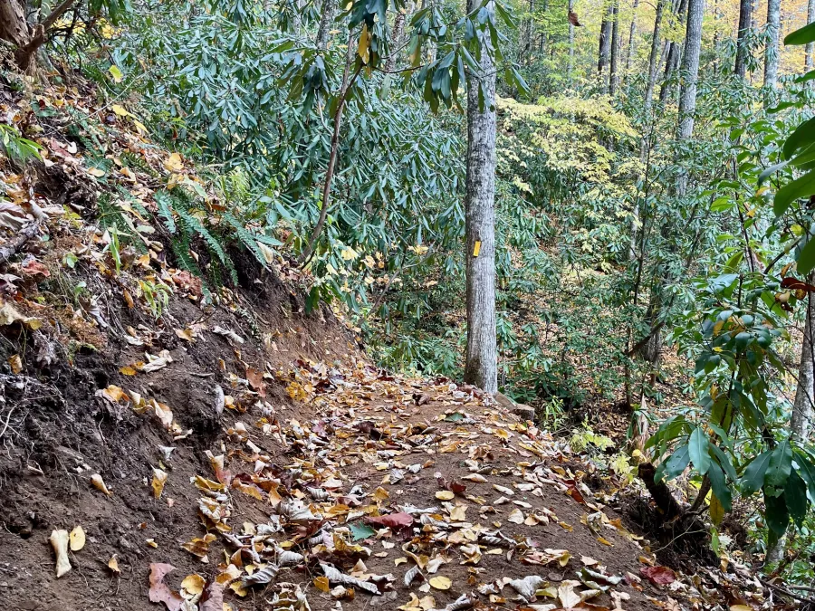 A section of trail with recent maintenance