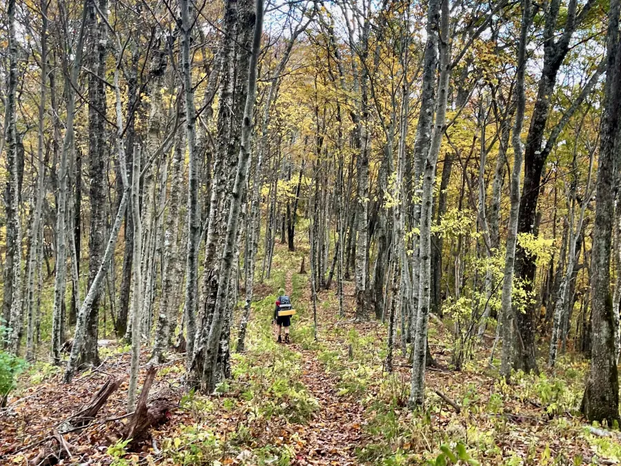 Polecat descends the AT to Sassafras Gap