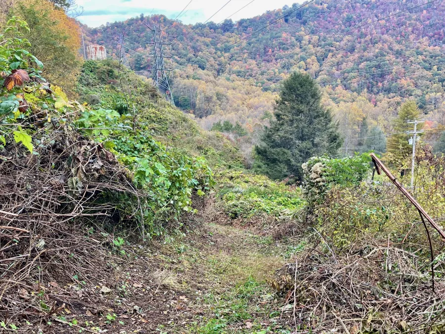 The trail cut through thick vines