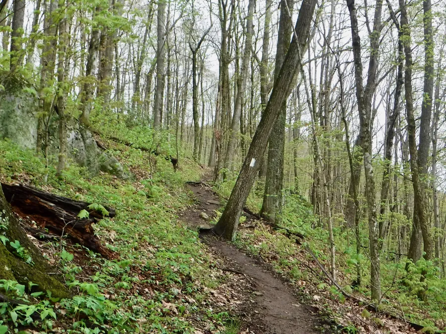 Trail to Hogback Ridge Shelter