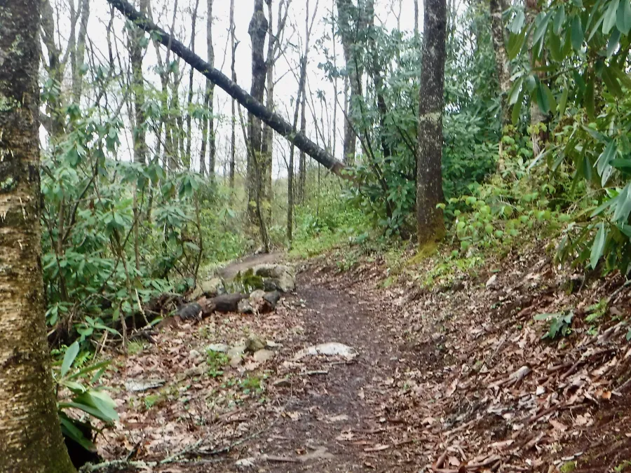Easy trail