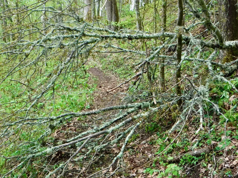 Fallen tree