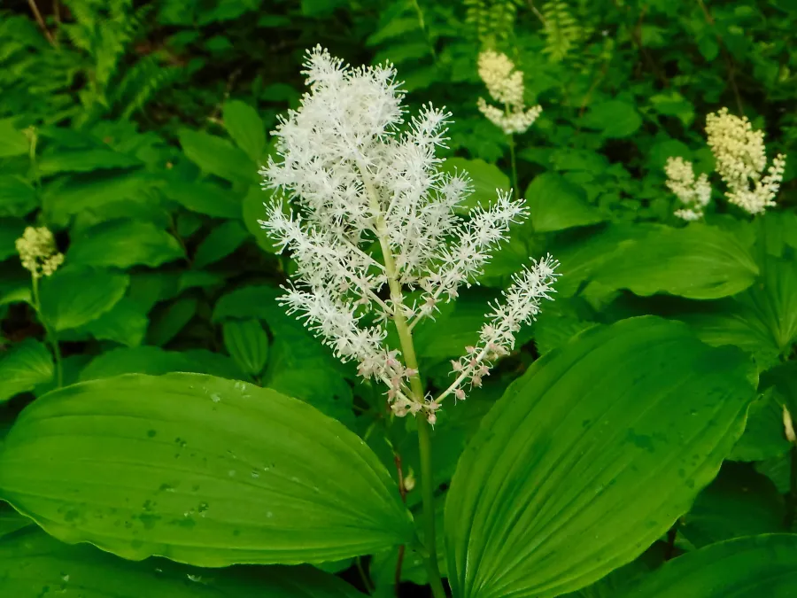 False Solomon's Seal
