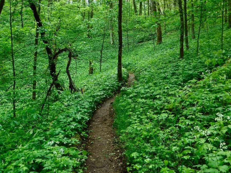 A carpet of green