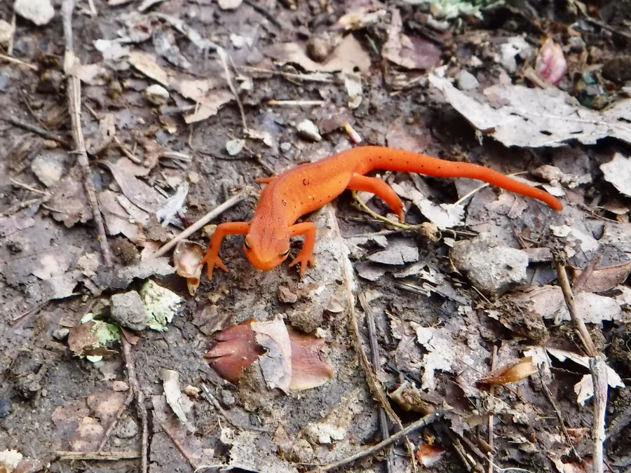 Red eft